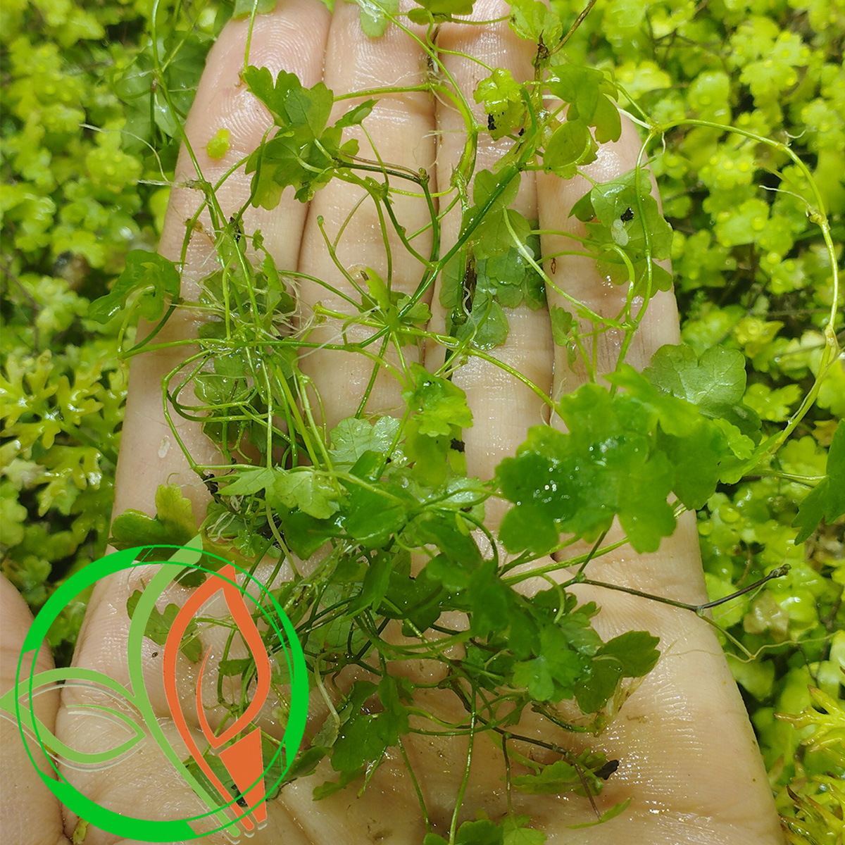گیاه آبزی آکواریوم پلنت چمن مارش Hydrocotyle Tripartita