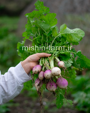 شلغم دورنگ خارجی