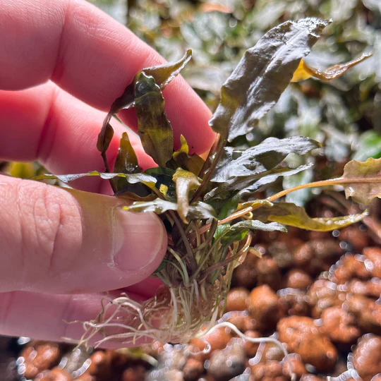 گیاه آبزی آکواریوم پلنت کریپتون تروپیکا Cryptocoryne Tropica