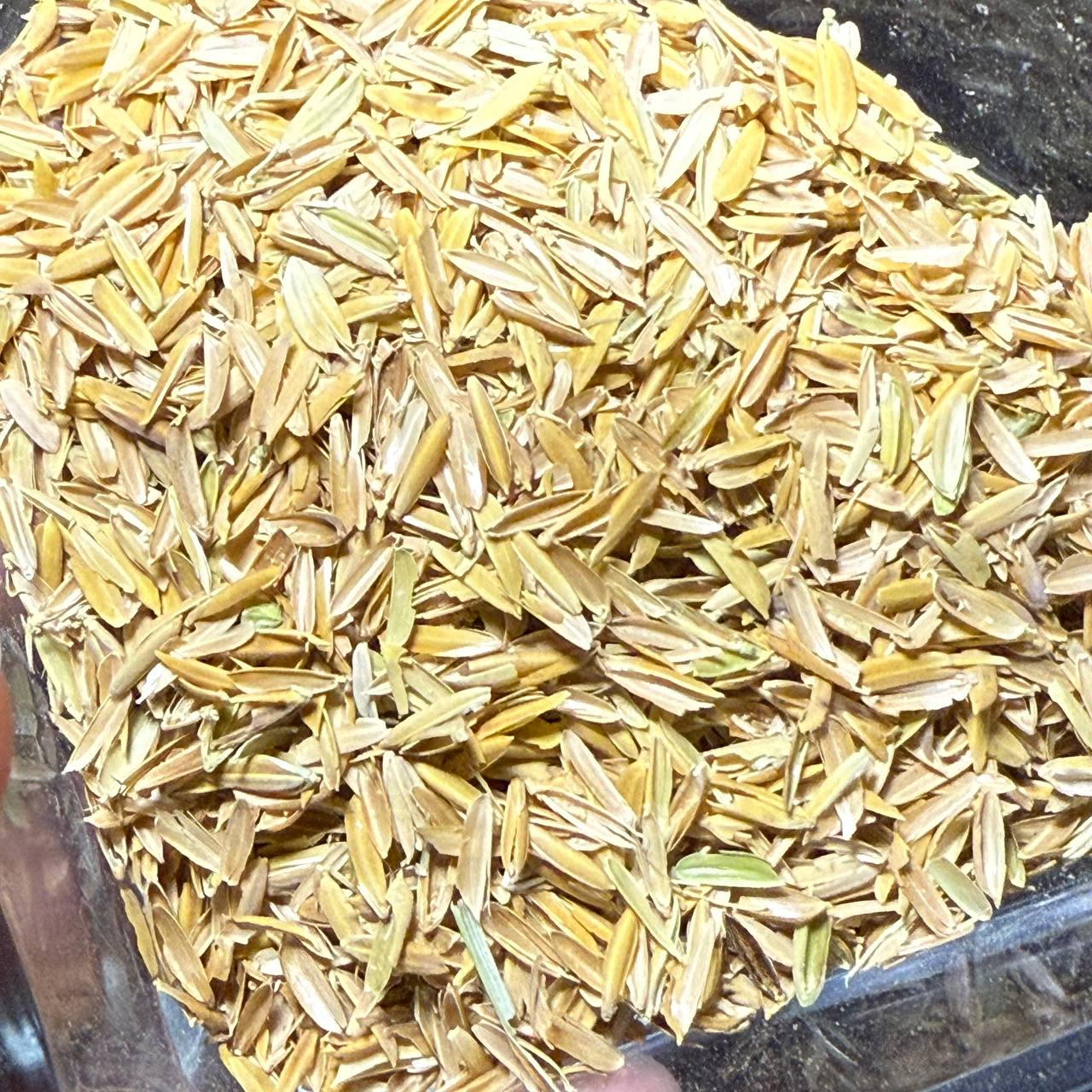 شلتوک برنج