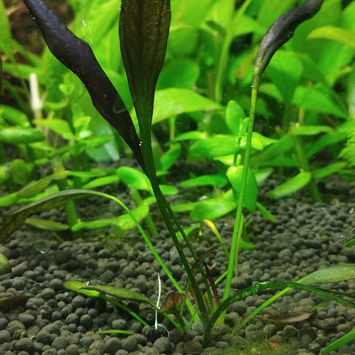 گیاه آبزی آکواریوم پلنت اچینودوروس آفلامه بنفش echinodorus aflame purple dark