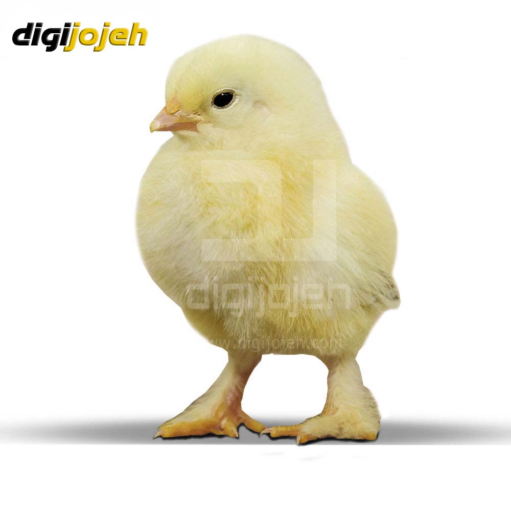 جوجه برهما