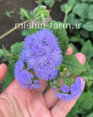 گل ابری بنفش