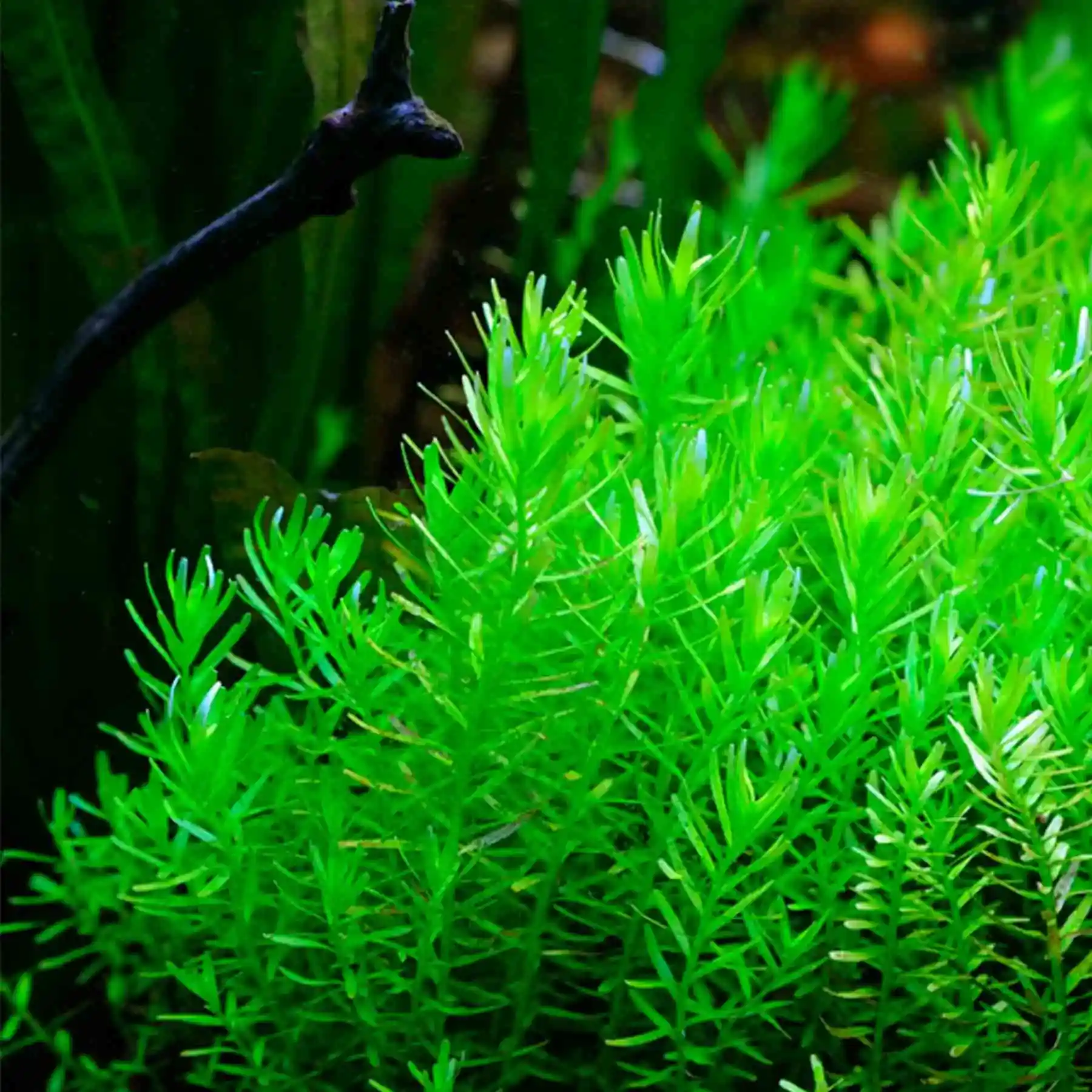 گیاه آبزی آکواریوم پلنت روتالا سبز Rotala rotundifolia green (پک 5 شاخه)