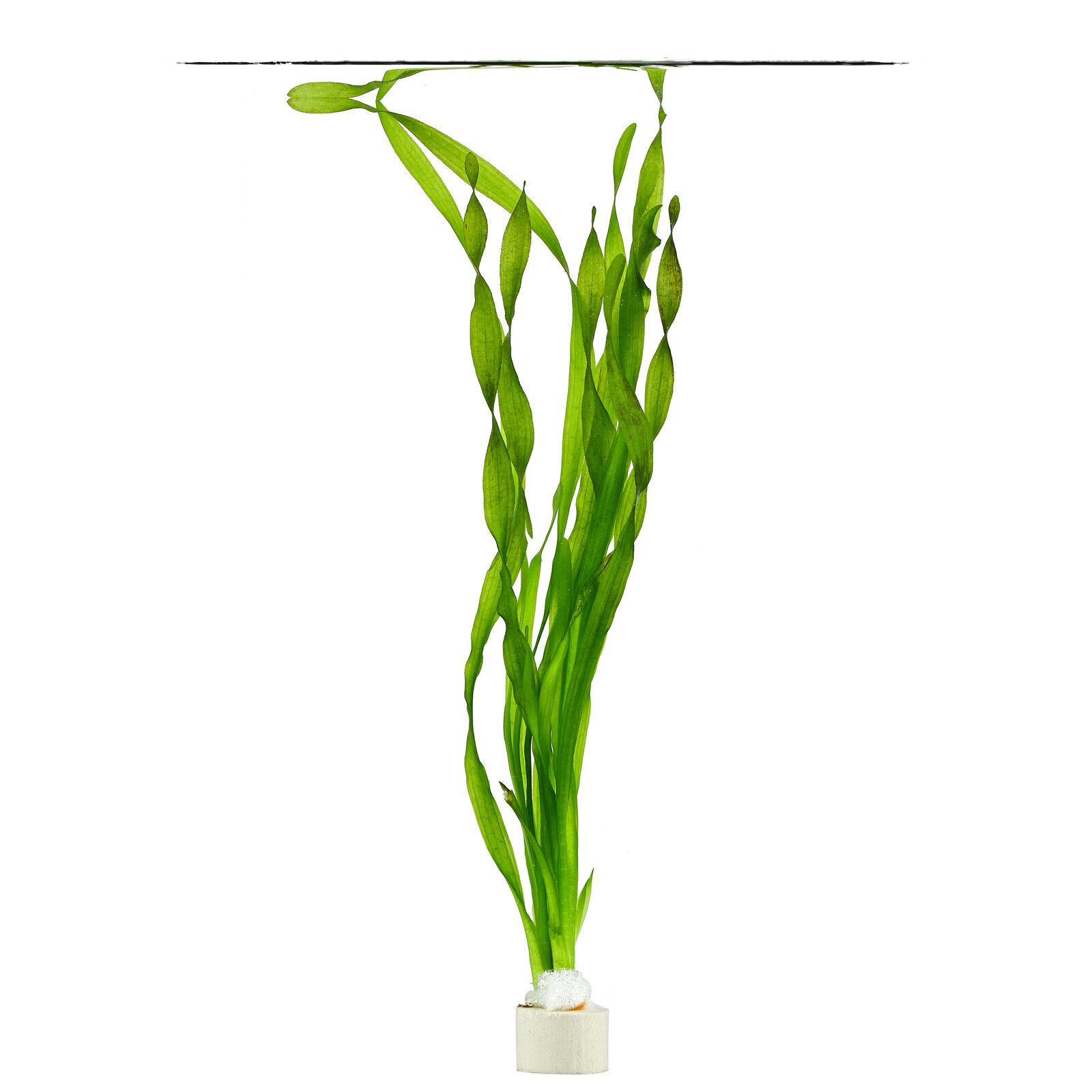 گیاه آبزی آکواریوم پلنت گندمی پیچ Vallisneria sp. "asiatica" (پک 4 بوته)