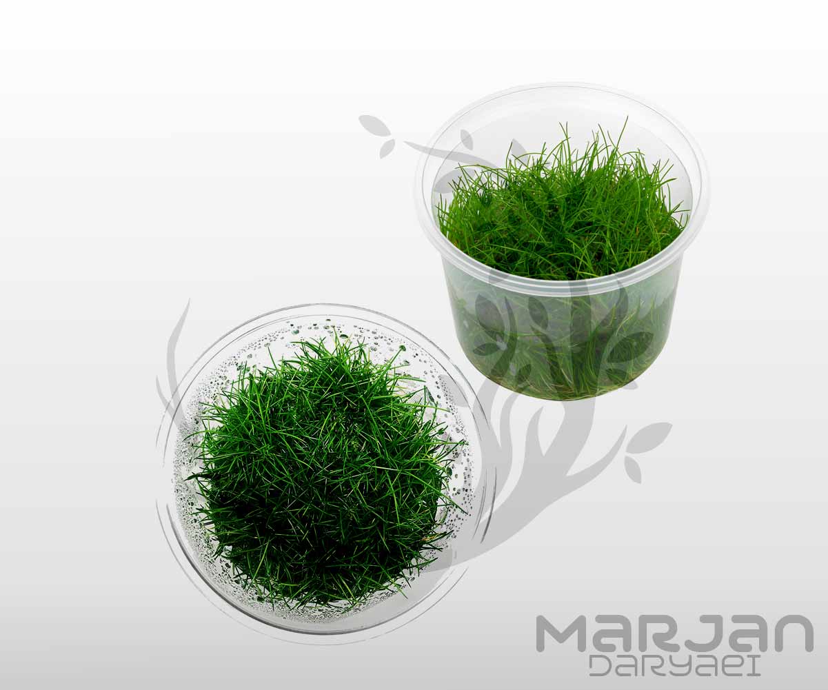 چمن آکواریومی هیرگرس (چمن مویی) Hair Grass (کشت بافت)