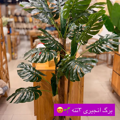 برگ انجیری ۳تنه
