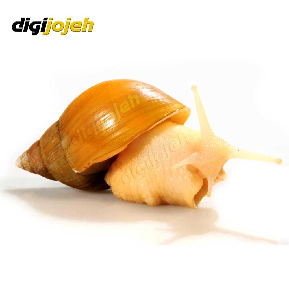 حلزون آلبینو