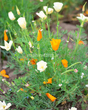 گل شقایق کالیفرنیا