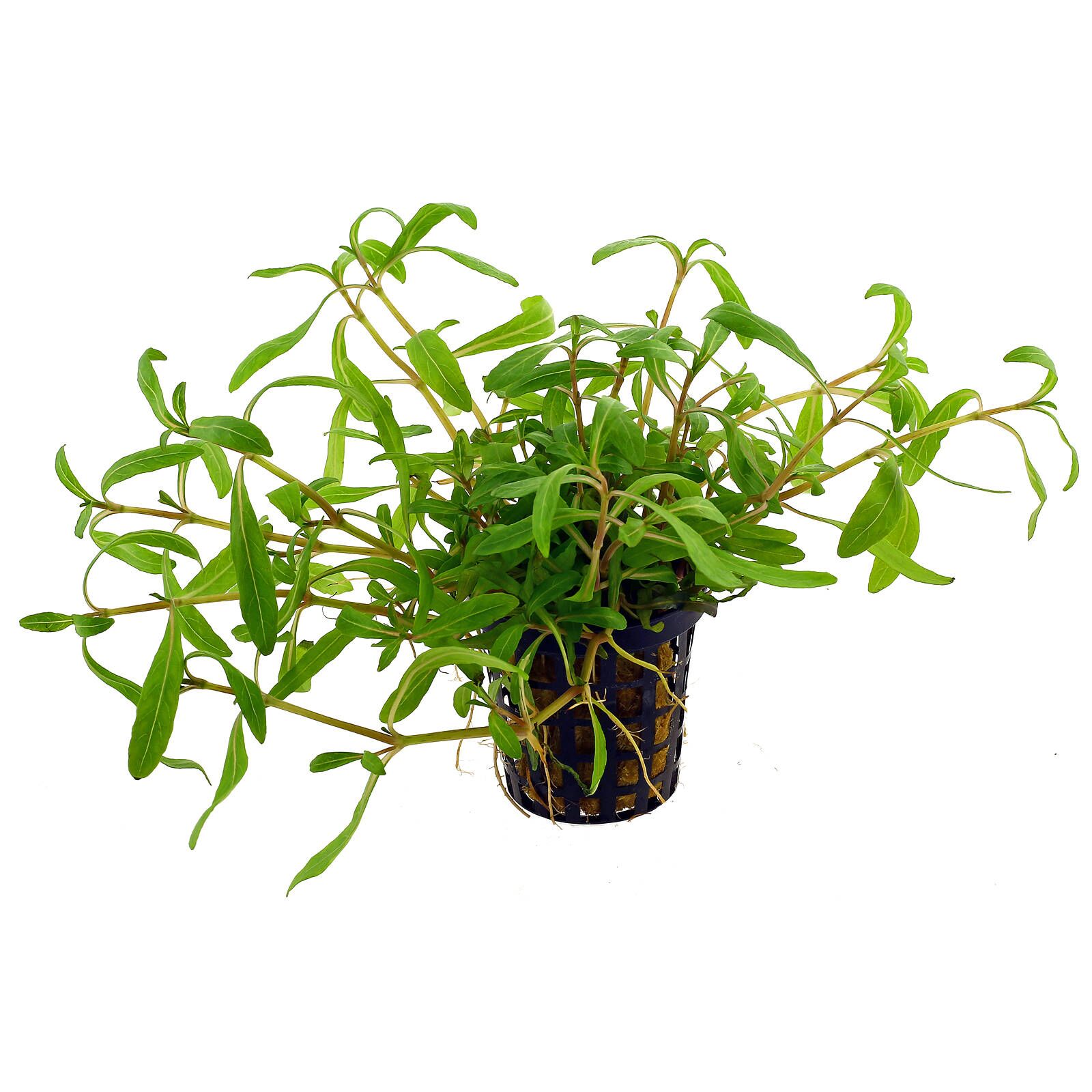 گیاه آبزی آکواریوم پلنت هیگروفلیا اس پی تایگر سبز Hygrophila polysperma "Tiger"( پک 4 شاخه)