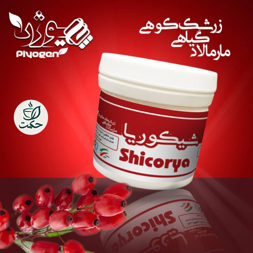 ریچل گیاهی شیکوریا (درمان کبد چرب)