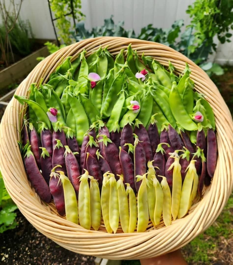 بذر نخود فرنگی میکس سه رنگ
