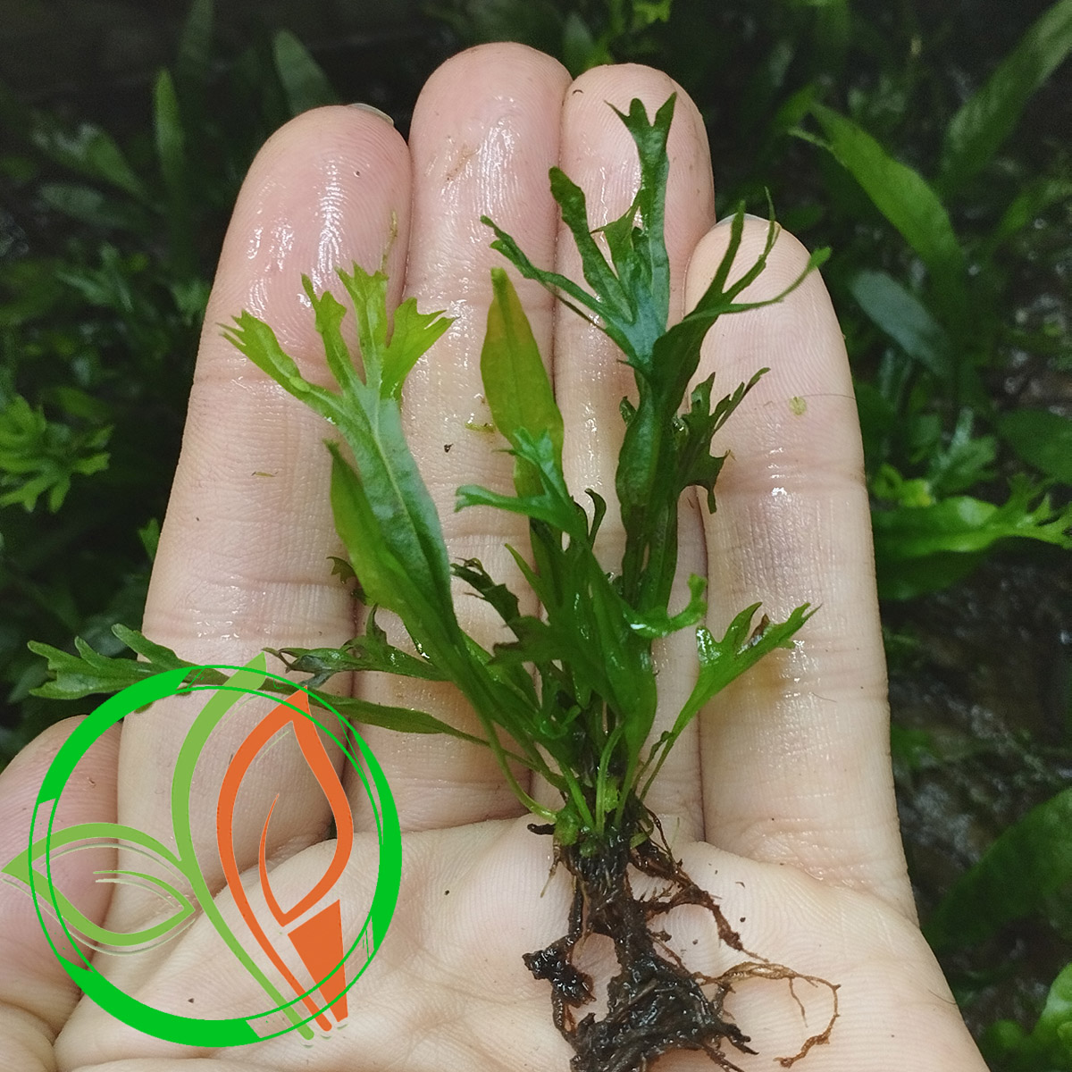 گیاه آبزی آکواریوم پلنت سرخس جاوا ویندلو کوچک Microsorum pteropus 'Windeløv' (5 برگی)