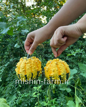 کدو زینتی برجسته