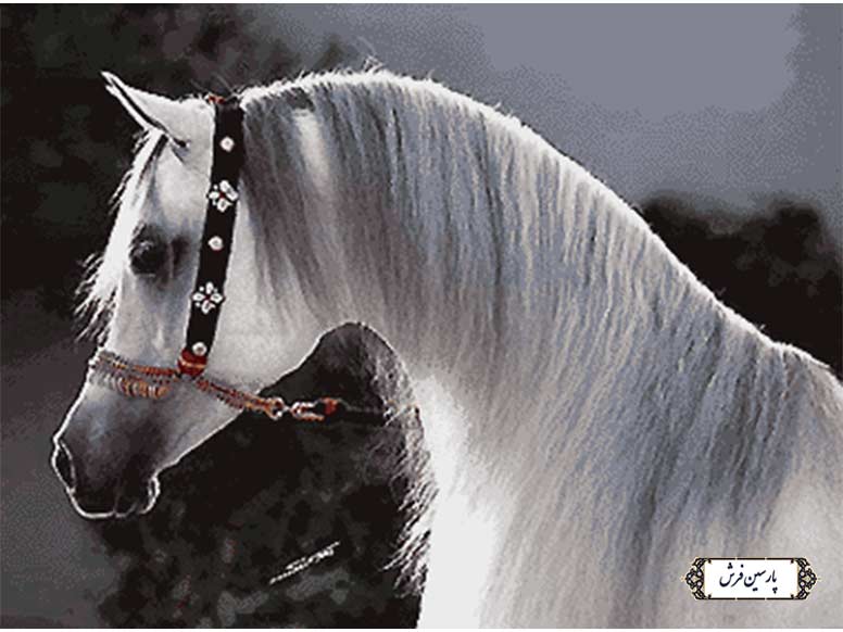 نخ و نقشه تابلو فرش طرح کله اسب - کد NH3572