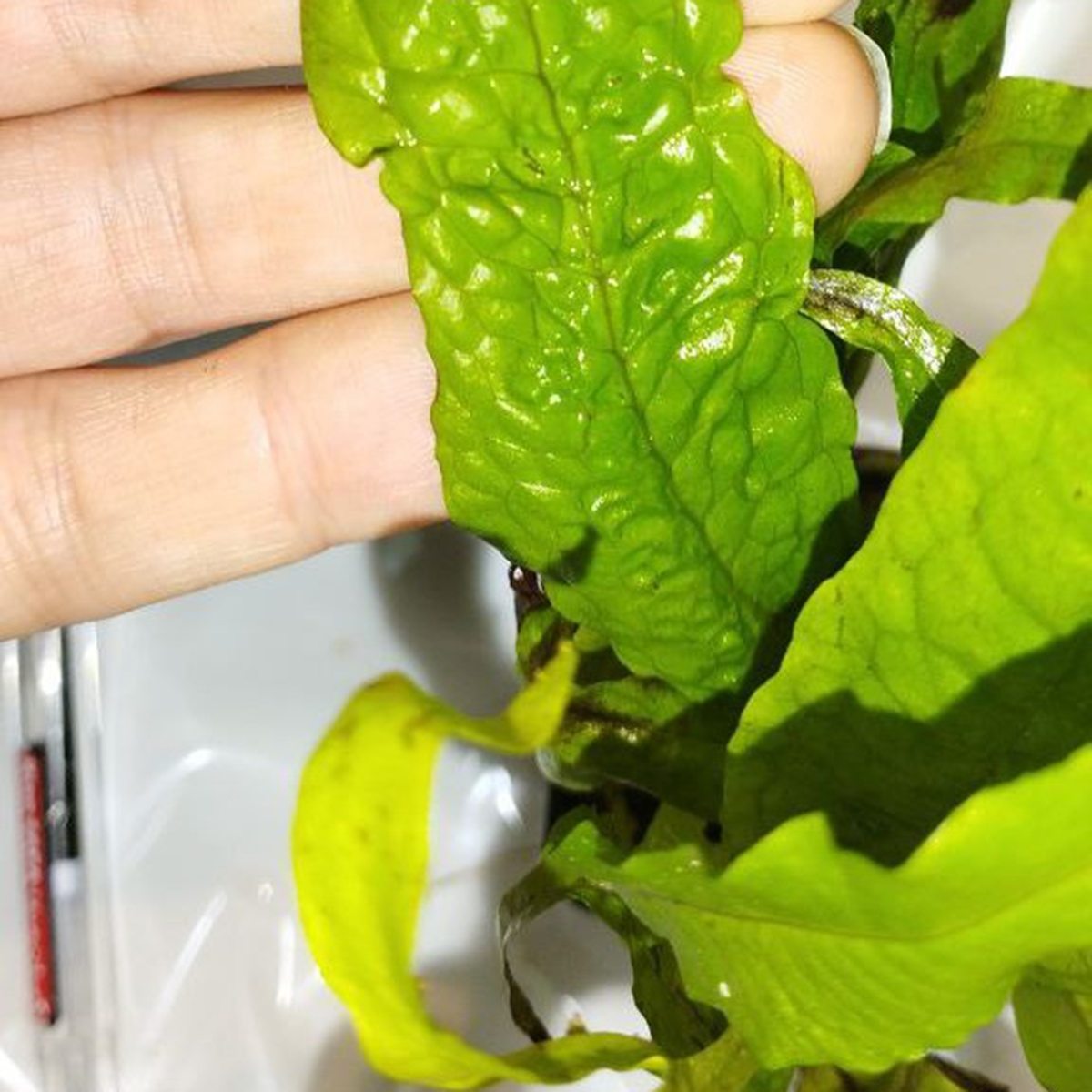 گیاه آبزی آکواریوم پلنت سرخس جاوا پهن برگ Microsorum pteropus "Latifolius" (پک 5 برگی)