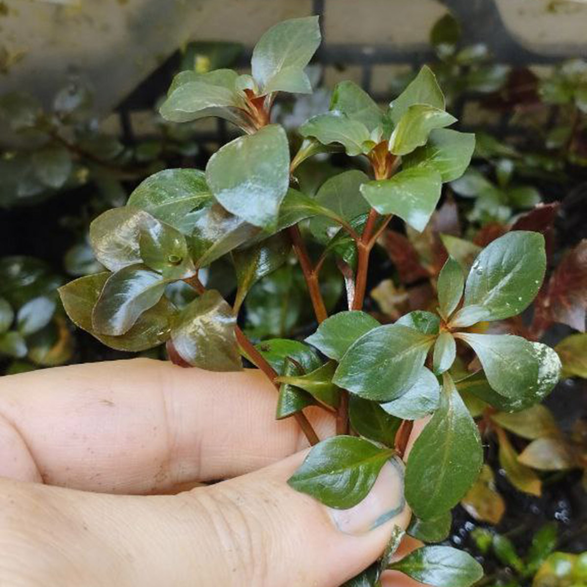 گیاه آبزی آکواریوم پلنت لودوجیا روبین Ludwigia Rubin (پک 3 شاخه)