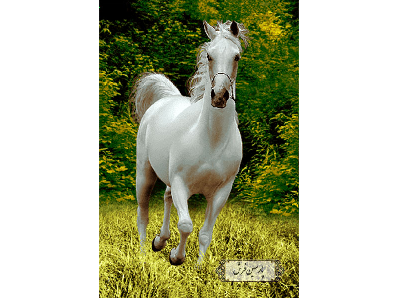 خرید نخ و نقشه تابلو فرش طرح اسب سفید - کد NH3509