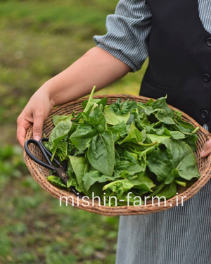 بیبی اسفناج