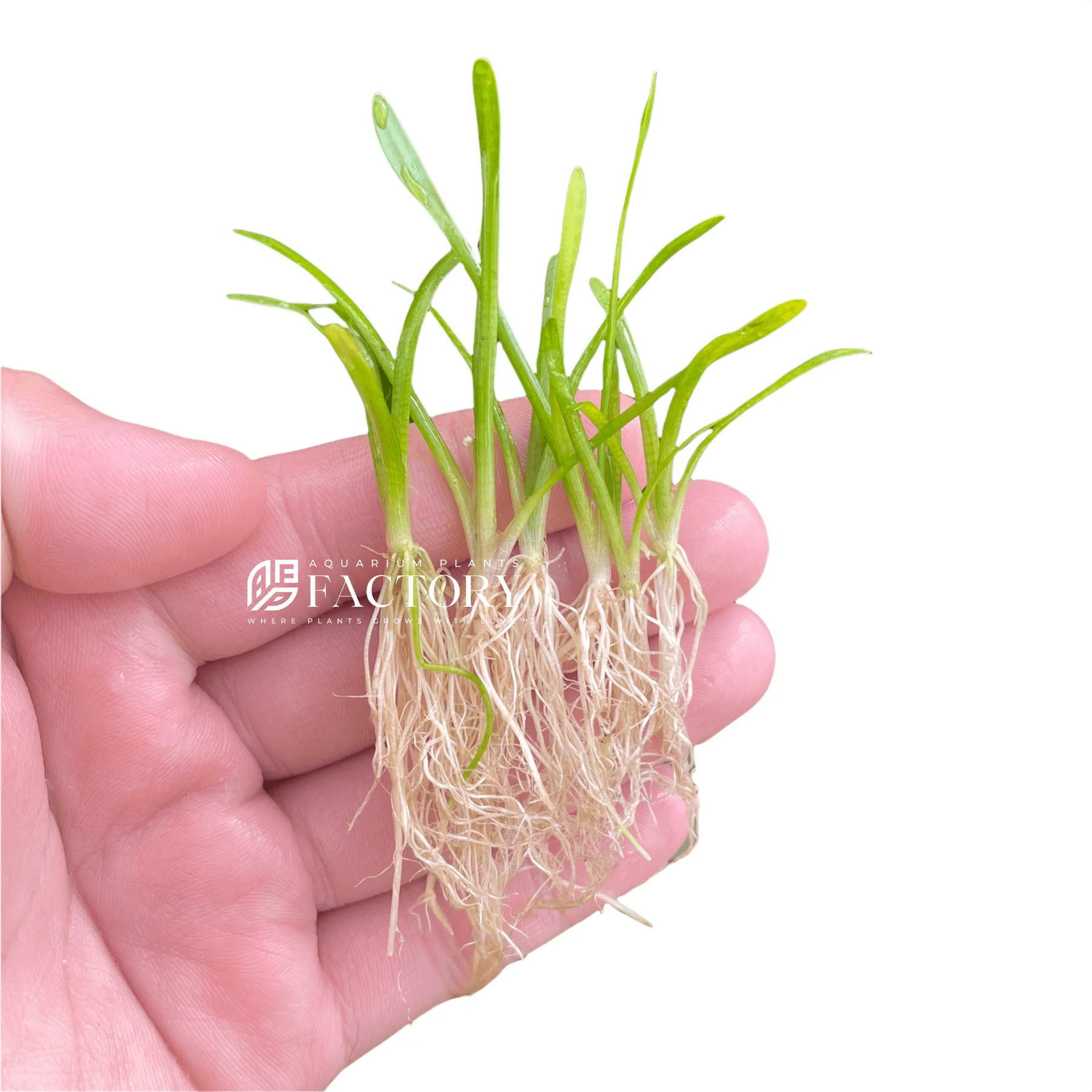 گیاه آبزی آکواریوم پلنت ساژیتاریا سوبولاتا Sagittaria subulata ( پک 5 بوته)