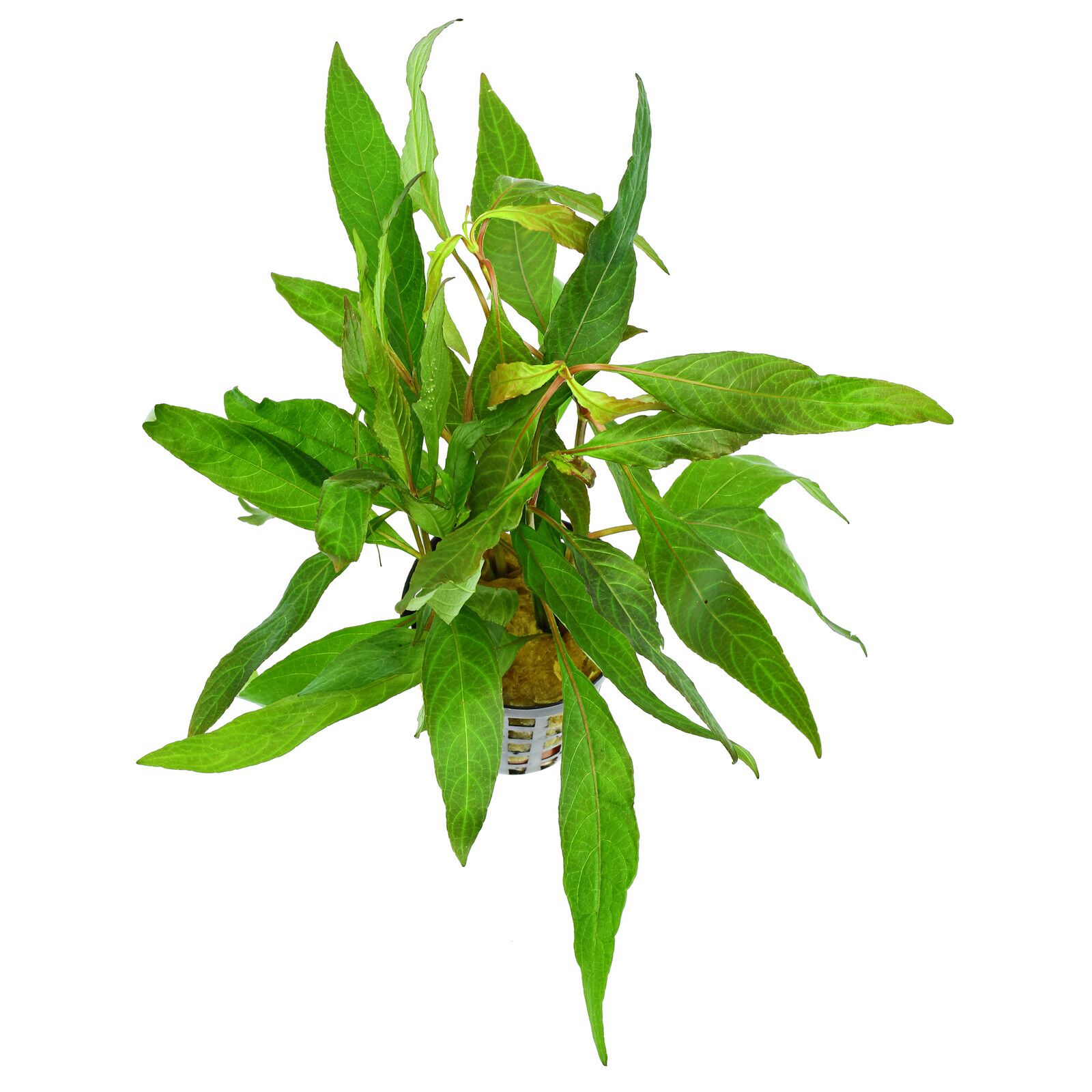 گیاه آبزی آکواریوم پلنت هیگروفلیا بیدی Hygrophila Siamensis( پک 3 شاخه)