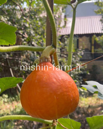 کدو لامپی نارنجی