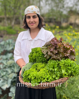 کاهو فر سبز