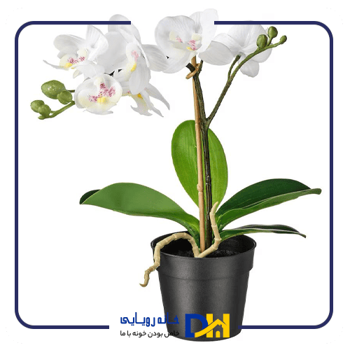 بوته گل ارکیده ایکیا FEJKA