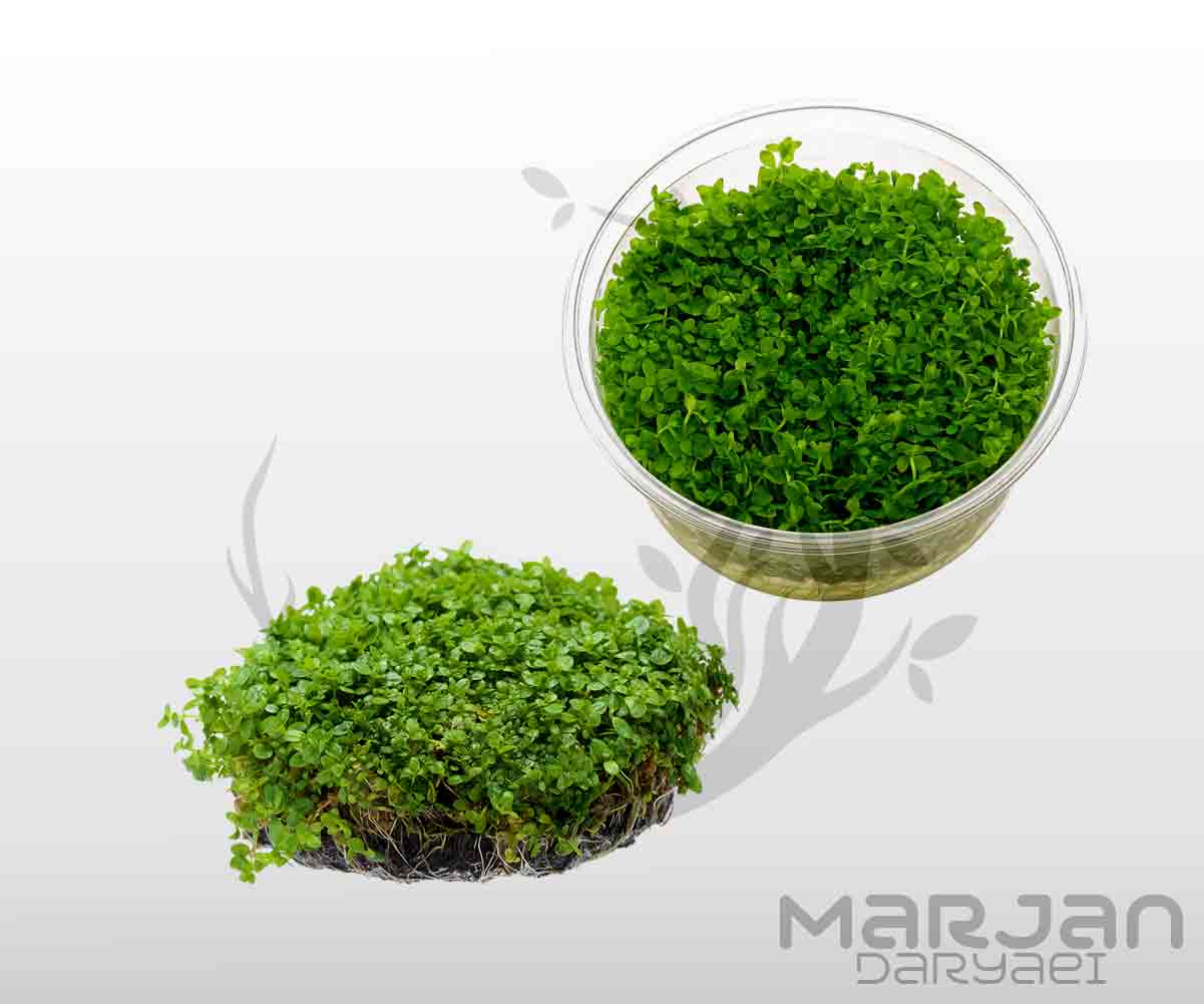 چمن آکواریومی همیانتوس کوبایی یا اشک بچه (کشت بافت)