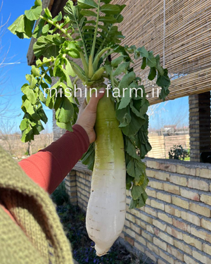 ترب سفید ژاپنی (اوشین)