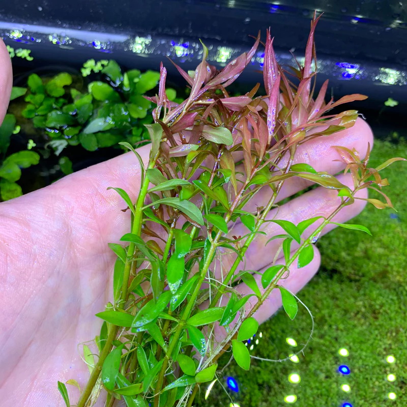 گیاه آبزی آکواریوم پلنت لودوجیا لاکستریس Ludwigia x lacustris (پک 3 شاخه)