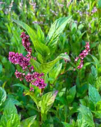 گیاه نیل (برای رنگرزی پارچه)