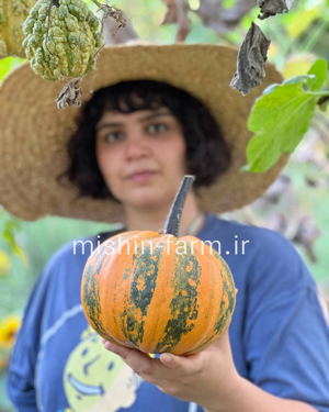 کدو پوست چوبی