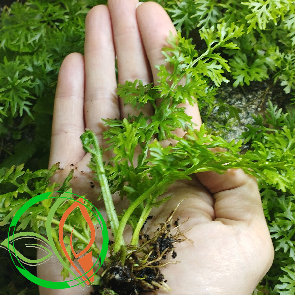 گیاه آبزی آکواریوم پلنت سراتوپتریس برگ ضخیم Ceratopteris thalictroides ( پک 4 شاخه)