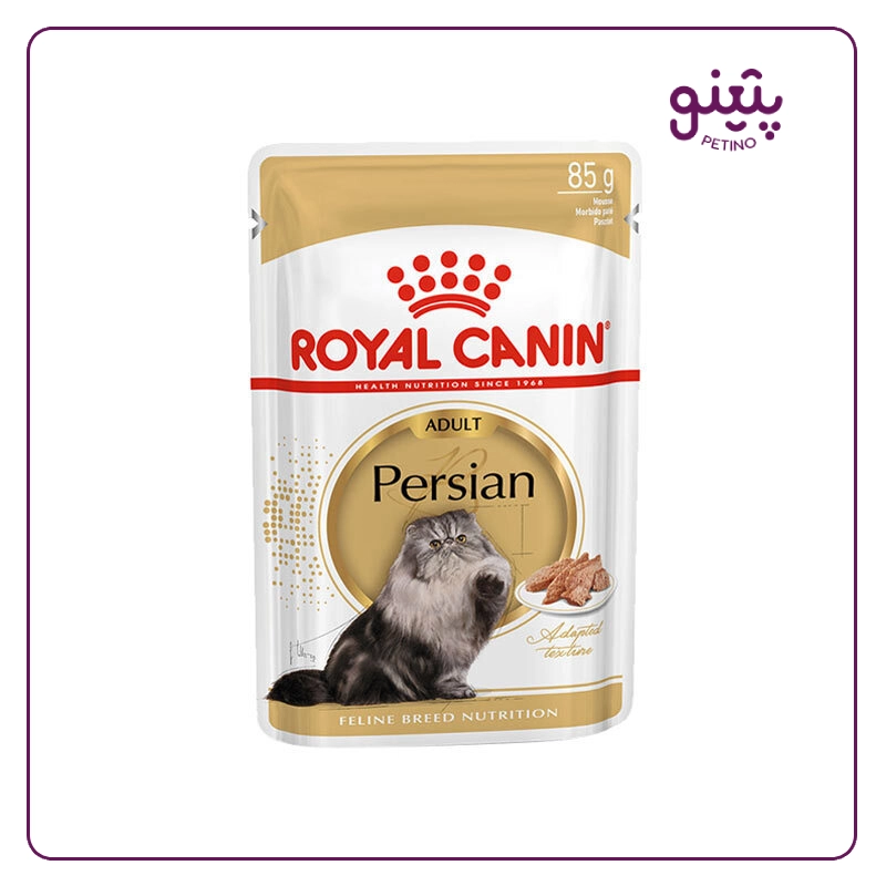 پوچ گربه بالغ پرشین رویال کنین