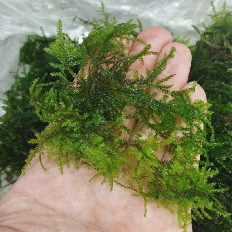 گیاه آبزی آکواریوم پلنت خزه مینی پرل Mini Pearl Moss (Blepharostoma Trichophyllum)