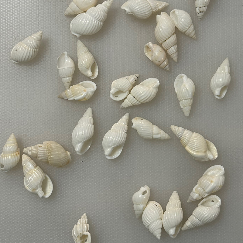 صدف مخروطی
