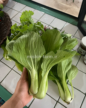 کلم بوک چوی (پاک چوی)