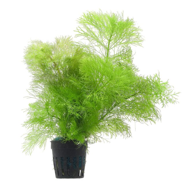 گیاه آبزی آکواریوم پلنت شویدی جاینت Limnophila aquatica Giant Ambulia (پک 3 شاخه)