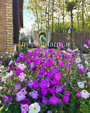گل اطلسی ایرانی معطر