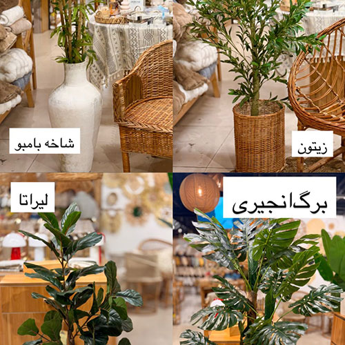 بامبو شاخه ای