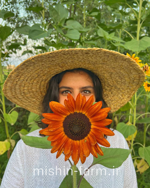گل آفتابگردان زینتی