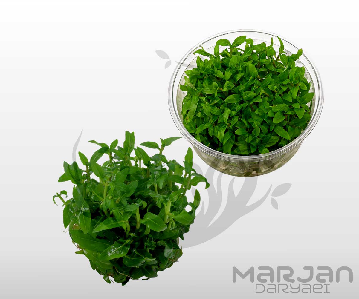 گیاه آکواریومی استاروجین ریپنس Staurogyne Repens (کشت بافت)