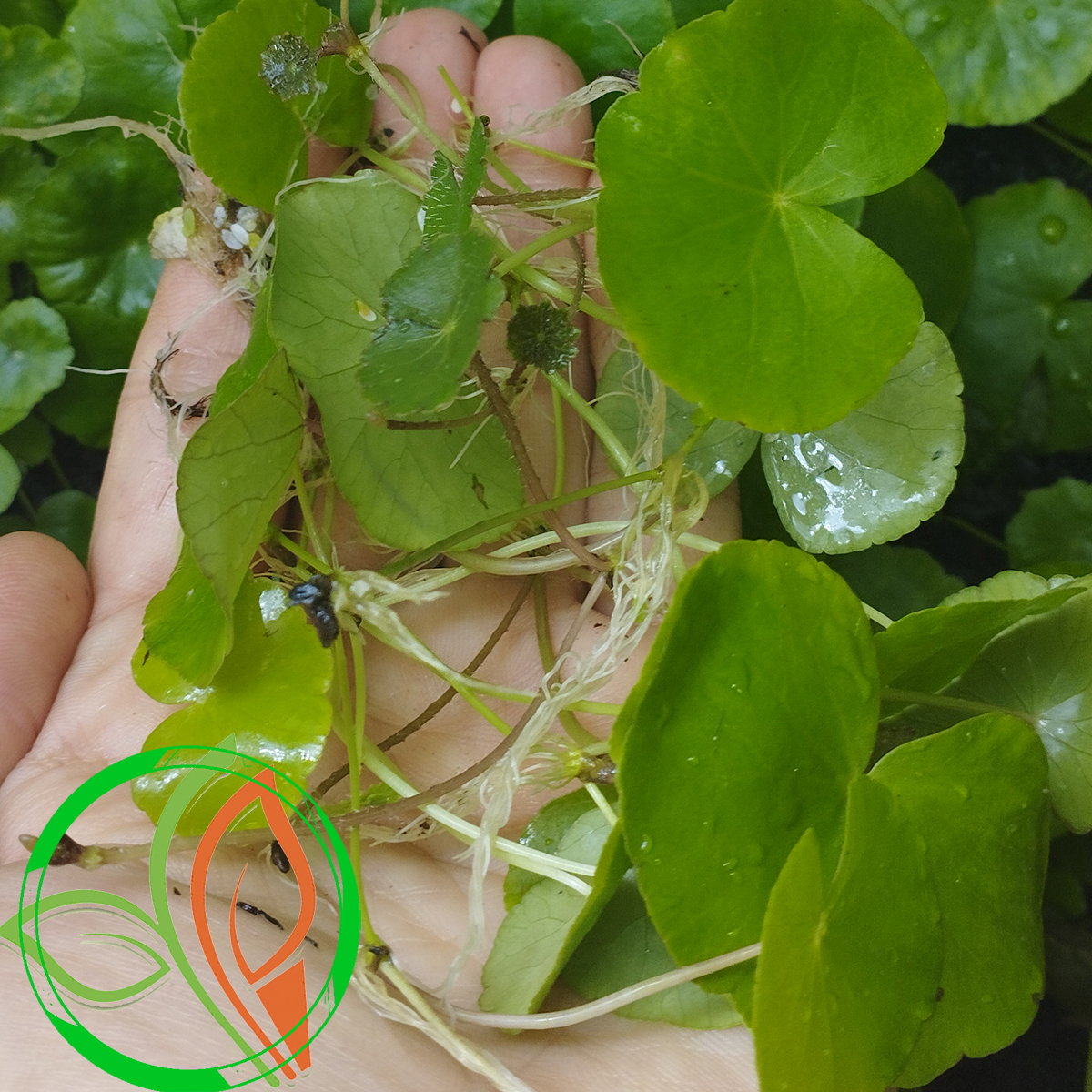 گیاه آبزی آکواریوم پلنت قدح مریم برزیلی Hydrocotyle leucocephala( پک 4 شاخه)