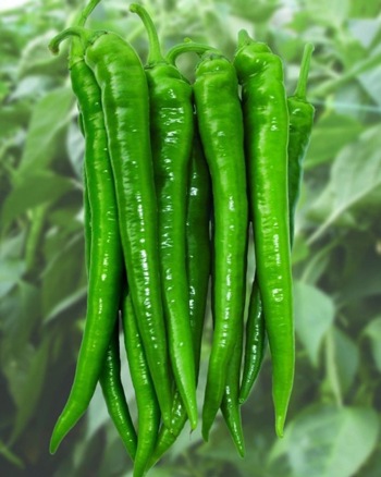 فلفل سوزنی شیرین